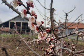 Jokić: Voćari da budu oprezni zbog najavljenog mraza