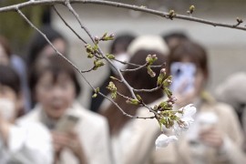 Japan obilježio početak cvjetanja japanske trešnje, sakure