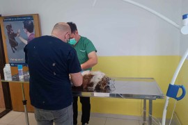 Počela akcija kastracije i sterilizacije pasa lutalica