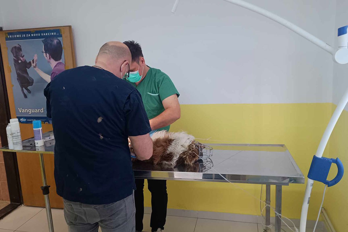 Počela akcija kastracije i sterilizacije pasa lutalica