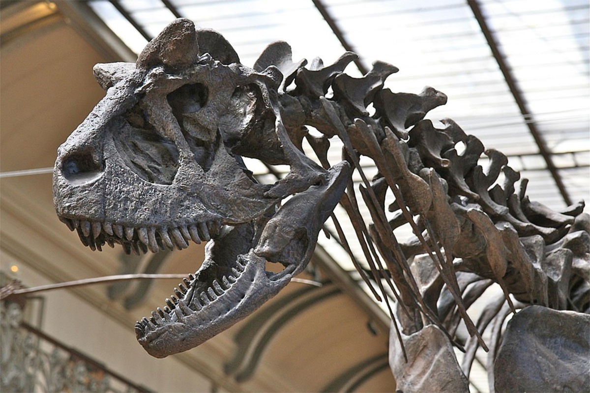 Naučnici otkrili ostatke nove rijetke vrste dinosaurusa sa dvije kandže