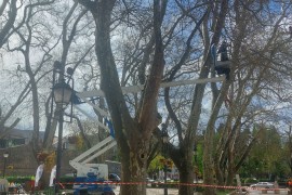 Nova ispitivanja i mjere zaštite trebinjskih platana