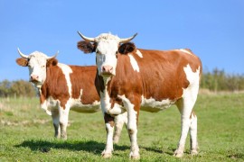 Austrija najavila zatvaranje malih graničnih prelaza zbog epidemije ...