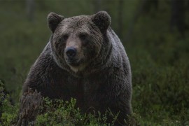 Lovac kojeg je u BiH napao medvjed prebačen u Srbiju
