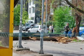 Ogromno stablo palo na ulicu u Banjaluci (FOTO)