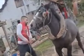 Uznemirujući video iz Prijedora: Brutalno tukli konja, oglasila se ...