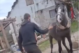 Identifikovane osobe koje su tukle konja (VIDEO)