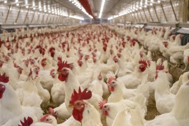 Skup peradara u Tešnju: Neophodna podrška institucija za izvoz na ...