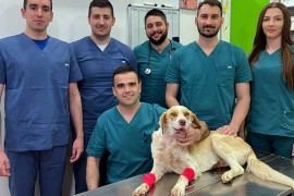 Operisan brutalno ranjeni pas Umut: Herkul mu dao krv, doktor Lukač ...