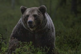 Svi vjeruju da će medvjed ponovo napasti (VIDEO)