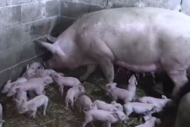 Šok i radost u porodici Marčić: Krmača oprasila 25 prasadi (VIDEO)
