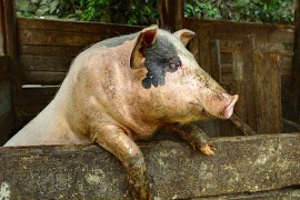Afrička svinjska kuga u Rumuniji: Vlasti uvode zaštitne zone