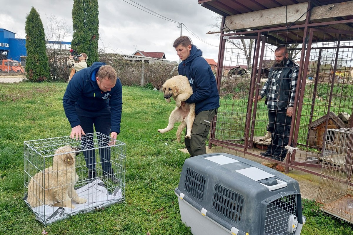 Udomljeni psi koji su spaseni iz poplava