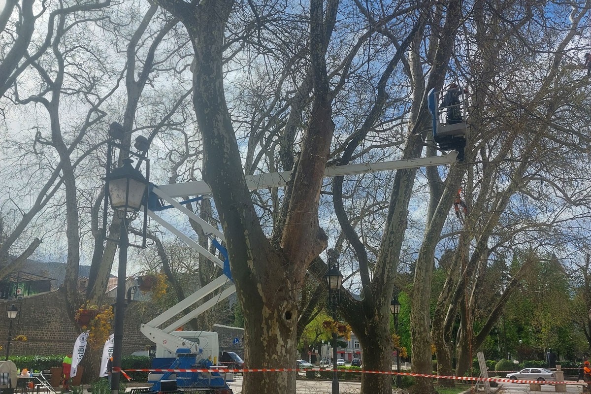 Nova ispitivanja i mjere zaštite trebinjskih platana