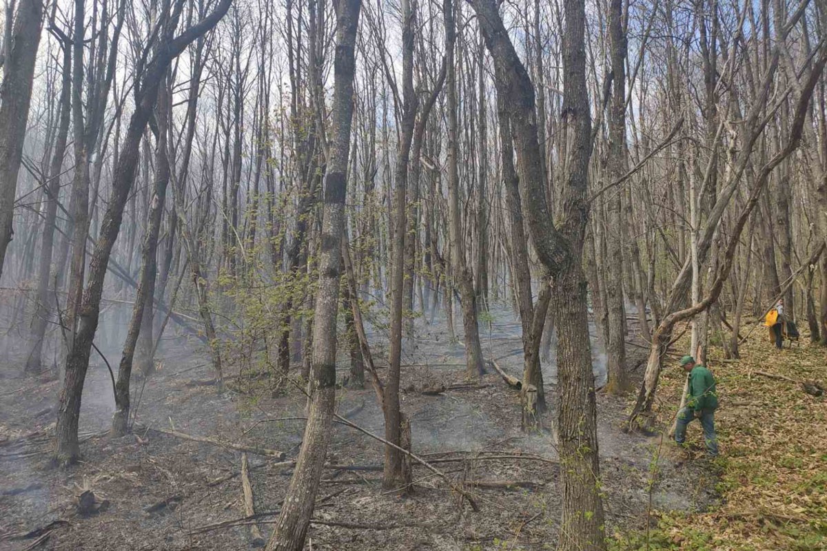 Oštrije kazne za počinioce šumskih požara