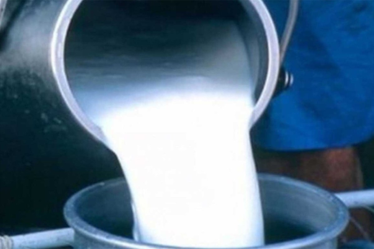 Očekuju veći otkup mlijeka u Gacku