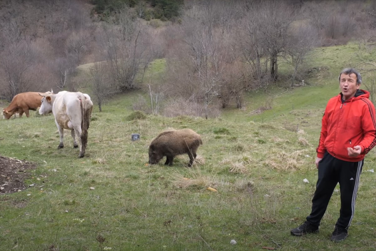Život divlje Micike s kravama: Mala svinja, velika ljubav (VIDEO)
