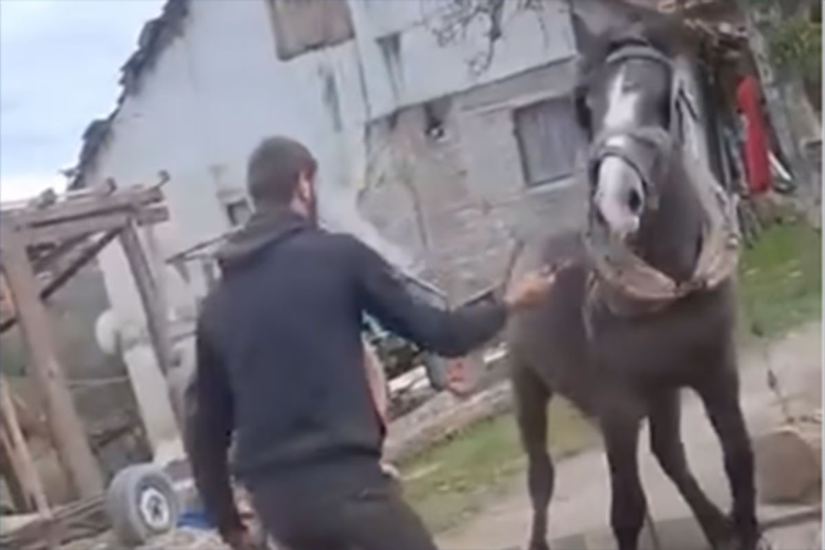 Identifikovane osobe koje su tukle konja (VIDEO)