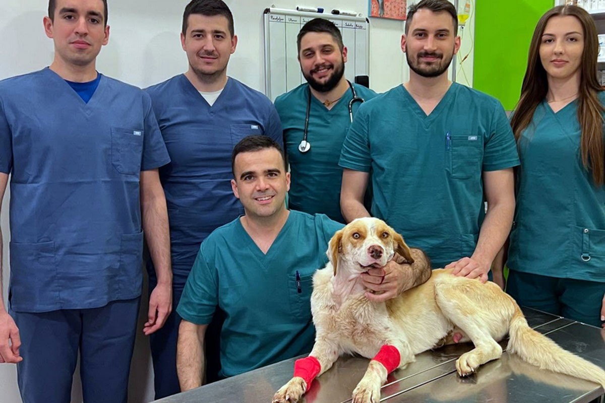 Operisan brutalno ranjeni pas Umut: Herkul mu dao krv, doktor Lukač operisao (FOTO)