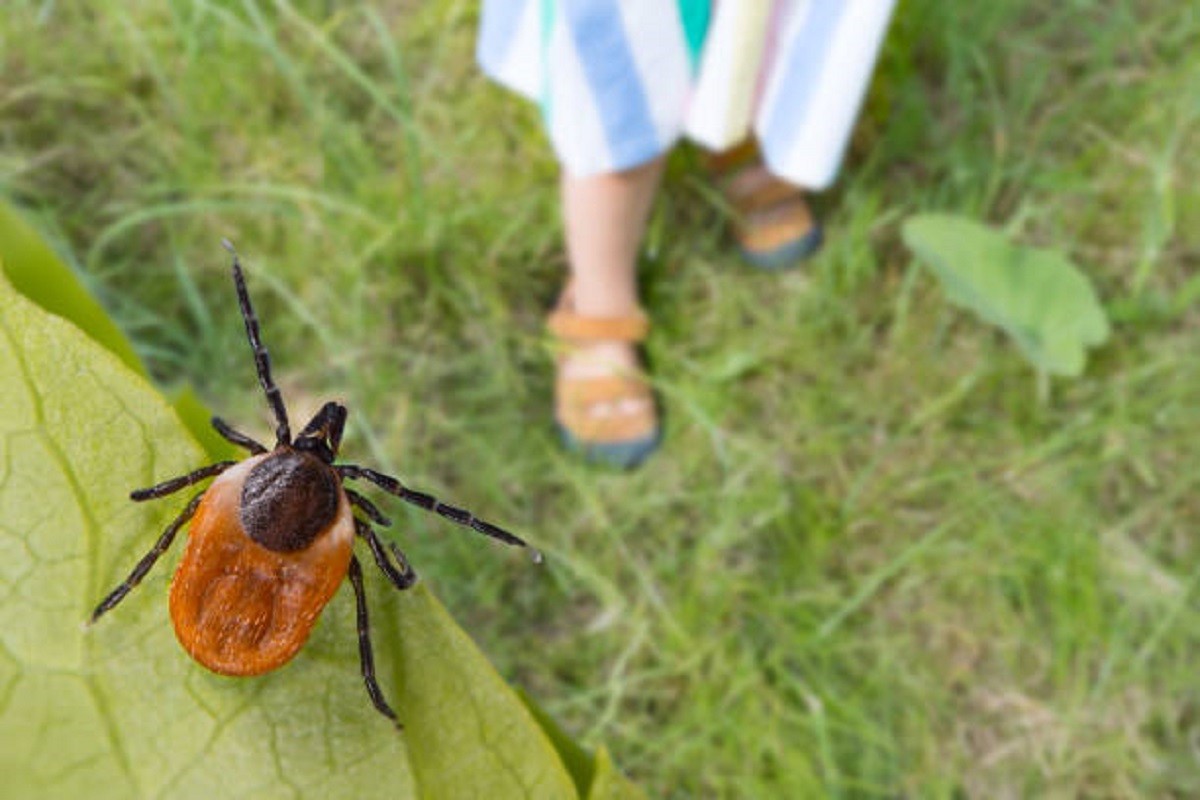 Krpeljni encefalitis može da bude poguban: Kako ga prepoznati i spriječiti