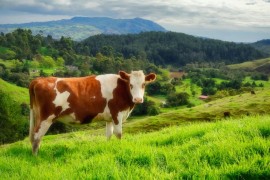 U toku aktivnosti na prevenciji slinavke i šapa