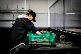 U Hrvatskoj pad broja zaposlenih u industriji