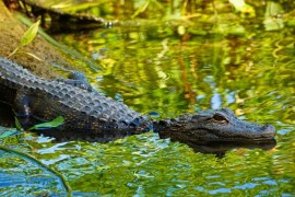 Pet osoba preživjelo 36 sati u močvari punoj aligatora