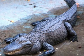 Ženu napao aligator na Floridi