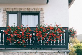 Zaboravljeni trik za saksije pune cvjetova: Biljke bujaju uz jedan ...