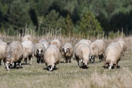 Jeziv zločin u Hrvatskoj: Ubio čovjeka i ukrao mu 50 ovaca i 20 ...