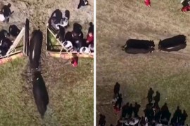 Incident na koridi u BiH: Vrata arene ostala otvorena, bikovi pobjegli ...