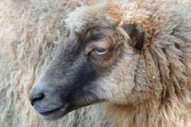 Psi lutalice usmrtili petoro jagnjadi i jednu ovcu