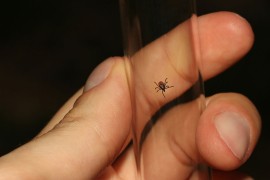 Zaraženi krpelji mogu prenijeti zoonoze na čovjeka