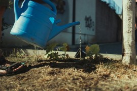 Baštovan otkrio trikove koje ćete obožavati  (VIDEO)