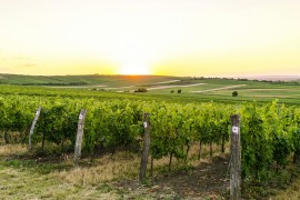 Igra sunca i kiše uništava lozu, čime prskati za spas