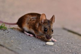 Šta je leptospiroza i kako prepoznati simptome