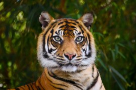 Mještani sela u Indiji ubili kraljevskog bengalskog tigra zbog napada ...