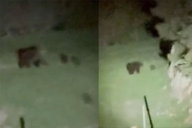 Medvjedica napala muškarca na Vlašiću