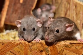 Pored leptospiroze, glodari prenose i mišju groznicu