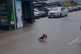 Milioni gledaju snimak iz Sarajeva: "Aj ti objasni šefu da je vrana ...