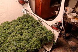 "Botaničar" otkrio jedan od najsavremenijih sistema za uzgoj droge u ...