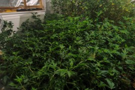 Hapšenje u akciji "Black Widow", pronađeno šest kg marihuane i 300 ...