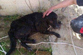 Banjalučki vatrogasci spasili psa iz bunara (FOTO)