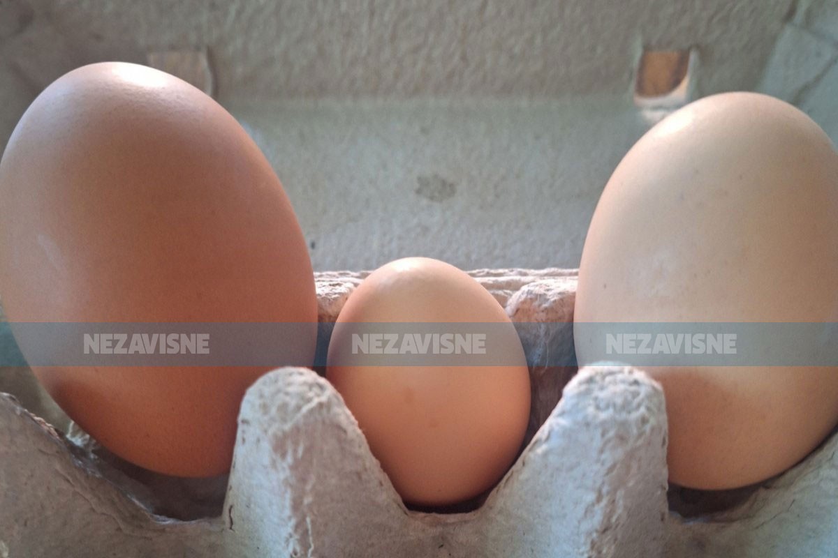 Koke u Banjaluci snijele džinovska jaja (FOTO)