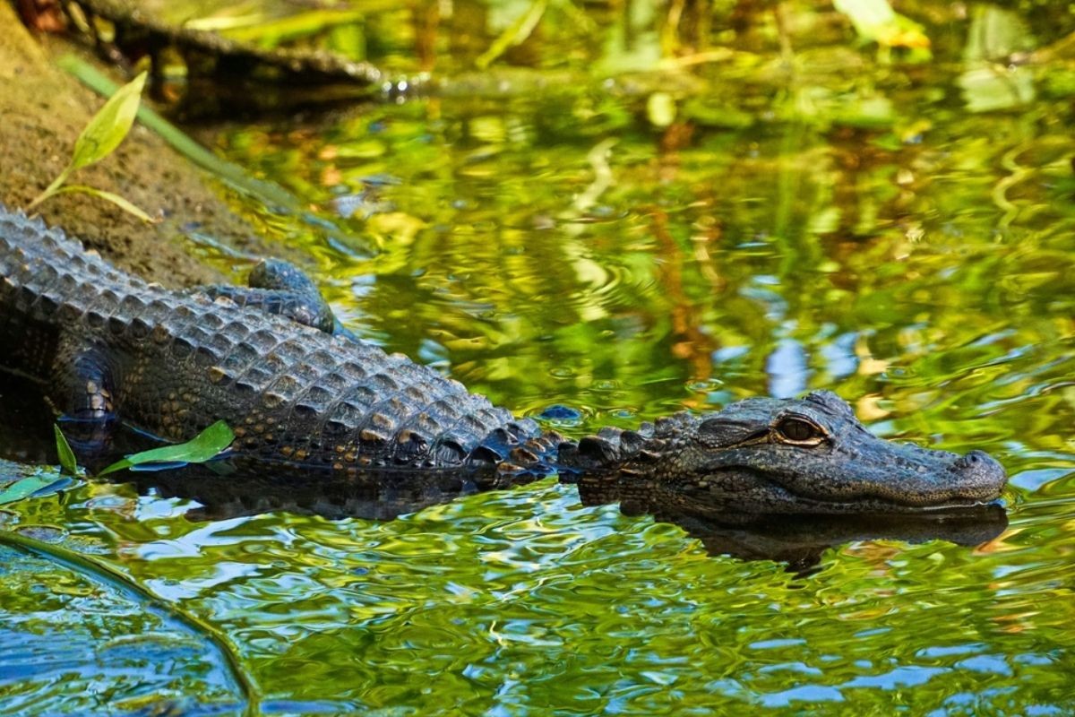 Pet osoba preživjelo 36 sati u močvari punoj aligatora
