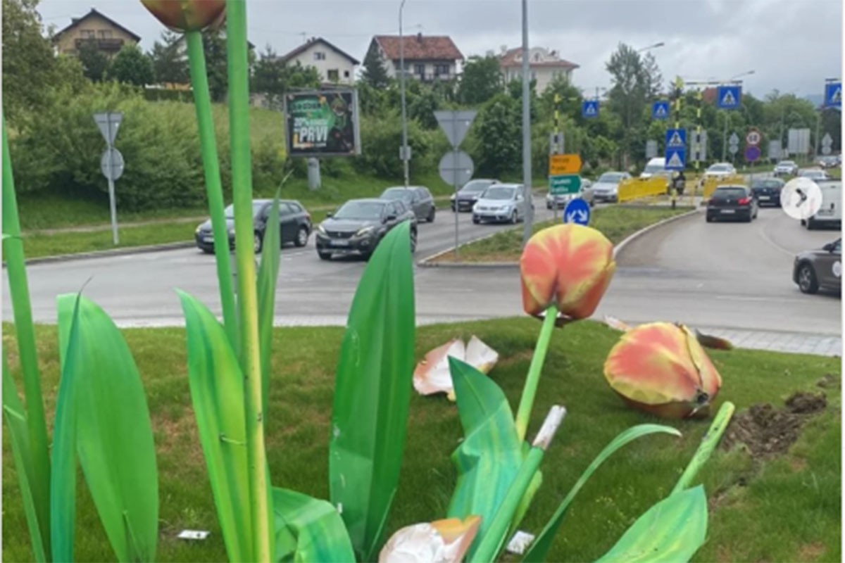 Uništena instalacija tulipana u kružnom toku u Banjaluci (FOTO)