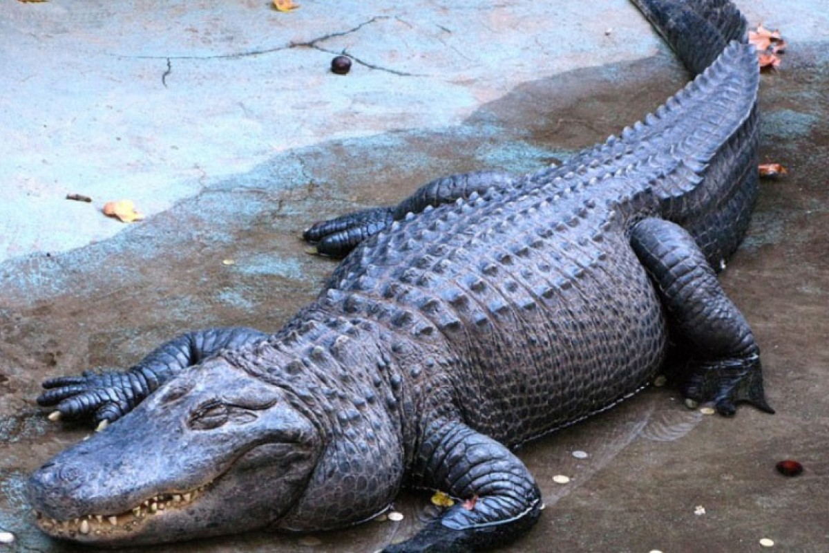 Ženu napao aligator na Floridi