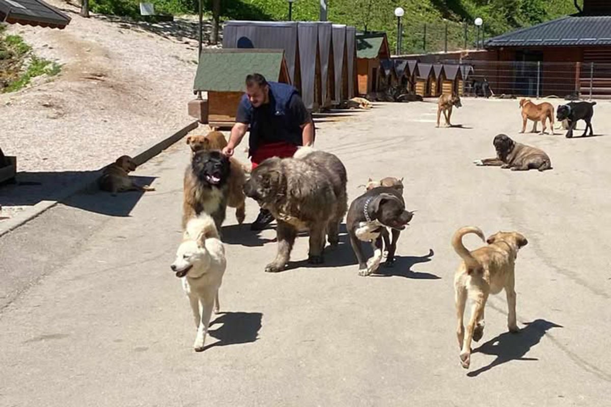 Vlasti napuštenim psima pokušavaju naći smještaj