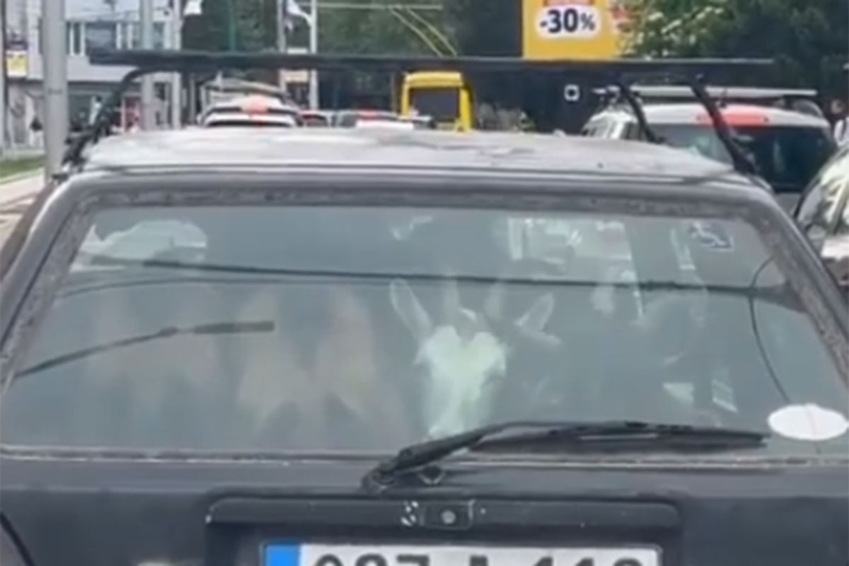 Neobičan prizor u centru Sarajeva: Četiri koze snimljene u golfu