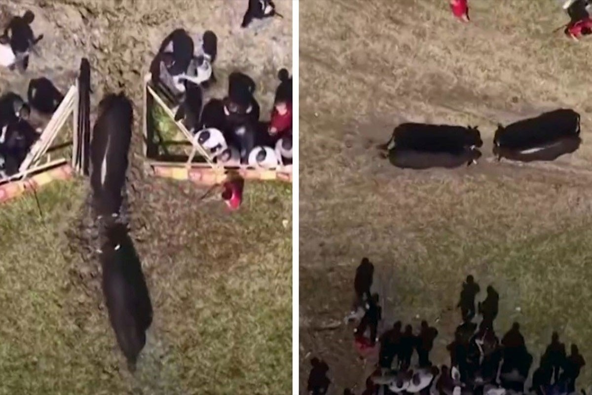 Incident na koridi u BiH: Vrata arene ostala otvorena, bikovi pobjegli među publiku (VIDEO)